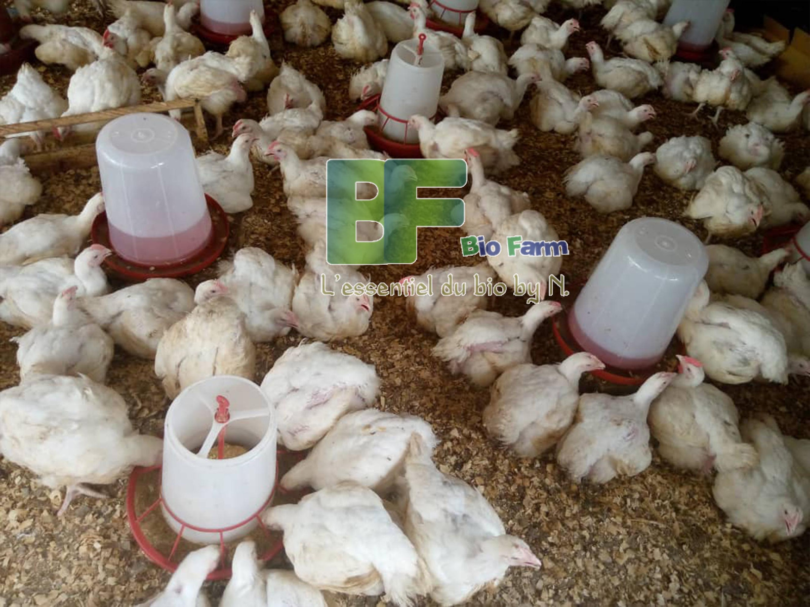 Poulet prêt à cuire