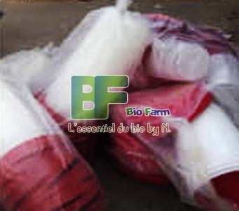 Poulet de chair vivant